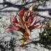 Seep Spike Orchid - Photo (c) Chris Vynbos, some rights reserved (CC BY-SA), uploaded by Chris Vynbos