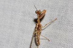 Austromantispa imbecilla