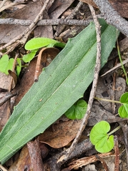 Plantago varia varia