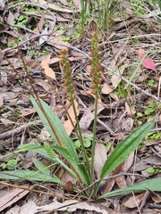 Plantago varia varia