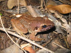 Limnonectes paramacrodon