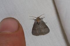 Ecnomoctena brachyopa