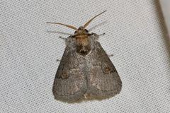 Ecnomoctena brachyopa