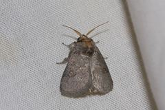 Ecnomoctena brachyopa