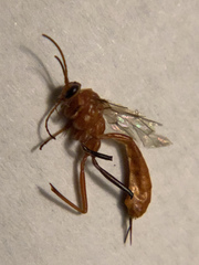 Ichneumonoidea