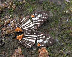 Cyrestis maenalis