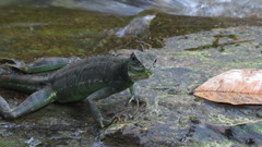 Basiliscus galeritus