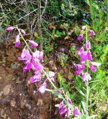 Polygala virgata virgata