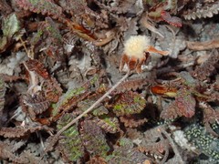 Dryas octopetala