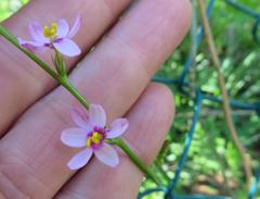 Ixia scillaris scillaris