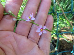 Ixia scillaris scillaris