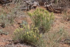 Ericameria parryi affinis