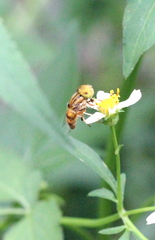 Eristalinus quinquestriatus