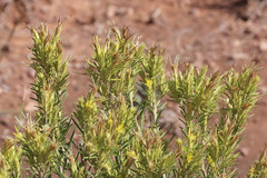 Ericameria parryi affinis