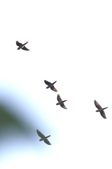 Psittacara erythrogenys