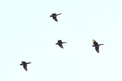 Psittacara erythrogenys