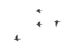 Psittacara erythrogenys