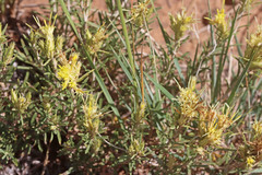 Ericameria parryi affinis