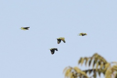 Amazona viridigenalis