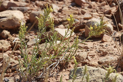 Ericameria parryi affinis