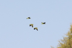 Amazona viridigenalis