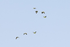 Amazona viridigenalis