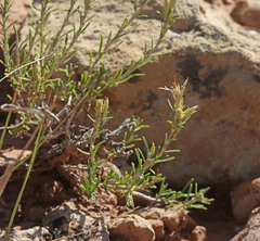 Ericameria parryi affinis