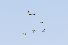 Amazona viridigenalis