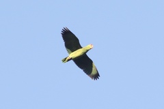 Amazona viridigenalis