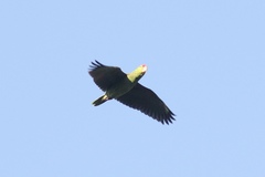 Amazona viridigenalis