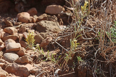 Ericameria parryi affinis