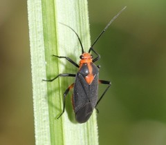 Prepops rubrovittatus