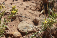 Ericameria parryi affinis