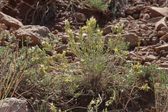 Ericameria parryi affinis