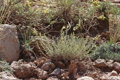 Ericameria parryi affinis