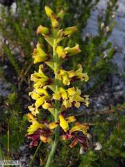 Tritoniopsis parviflora parviflora