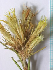 Ericameria parryi affinis