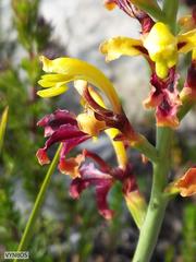Tritoniopsis parviflora parviflora