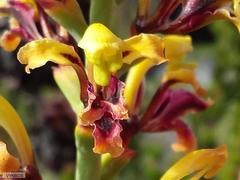 Tritoniopsis parviflora parviflora