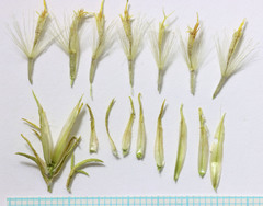 Ericameria parryi affinis