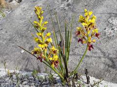 Tritoniopsis parviflora parviflora