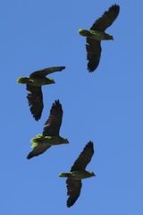 Amazona viridigenalis