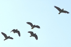 Amazona viridigenalis