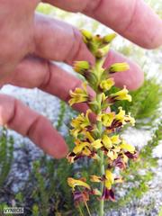 Tritoniopsis parviflora parviflora