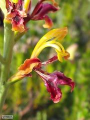 Tritoniopsis parviflora parviflora
