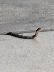 Nerodia erythrogaster