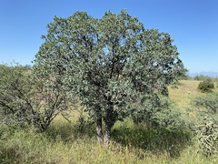 Quercus oblongifolia