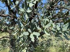 Quercus oblongifolia