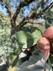 Quercus oblongifolia