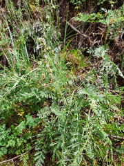Artemisia latifolia